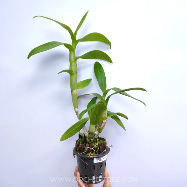 Dendrobium Somrak Candy Orchid Plant - BS