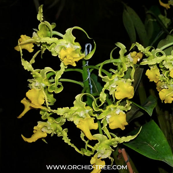 Dendrobium spectabile var. aurea - BS