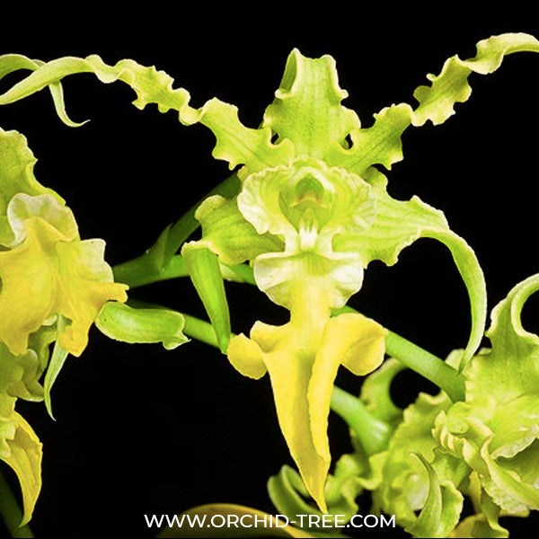 Dendrobium spectabile var. aurea - BS