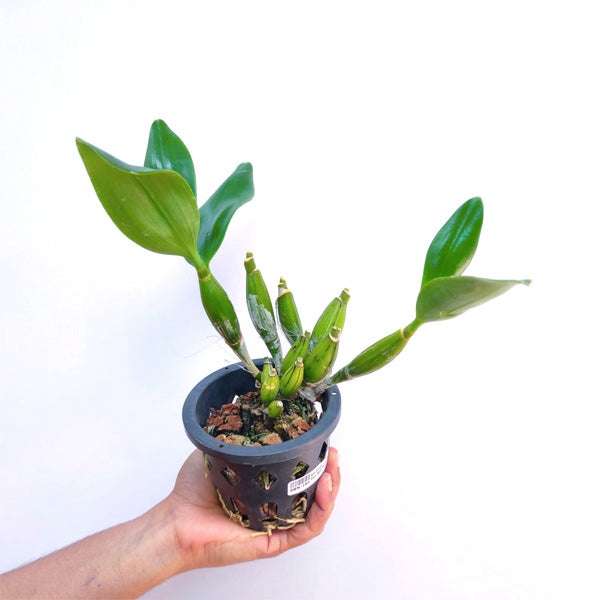 Dendrobium spectabile var. aurea - BS