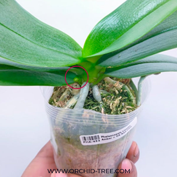 Phalaenopsis Lioulin Amber × OX Red Lion - FF