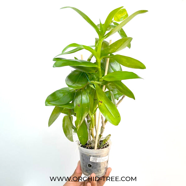 Dendrobium Spring Dream ‘Kumiko’ - BS