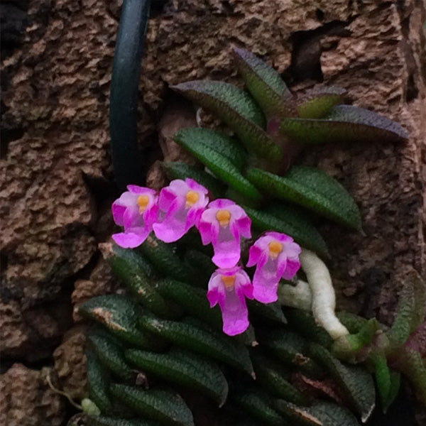 Schoenorchis scolopendria sp. - BS