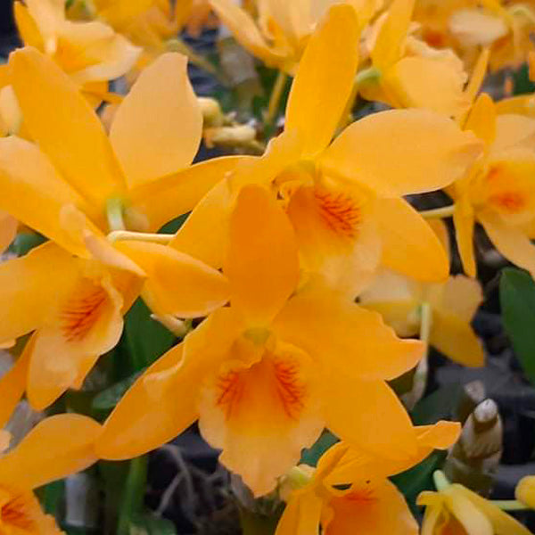 Dendrobium Nobile Star 'Firebird x Yellow Chinsai - FF