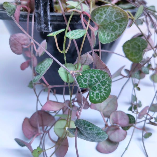 String of Hearts