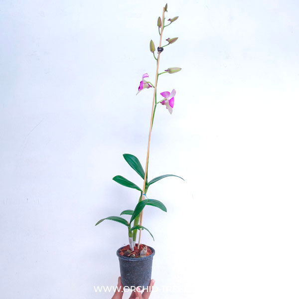 Dendrobium Sugar Pink - BS