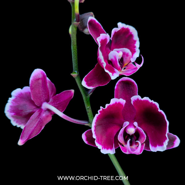 Phalaenopsis Summer Breath - BS