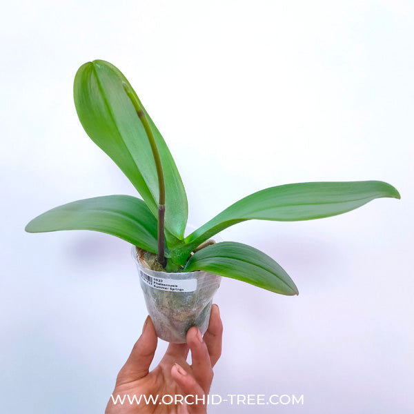 Phalaenopsis Summer Springs - FF