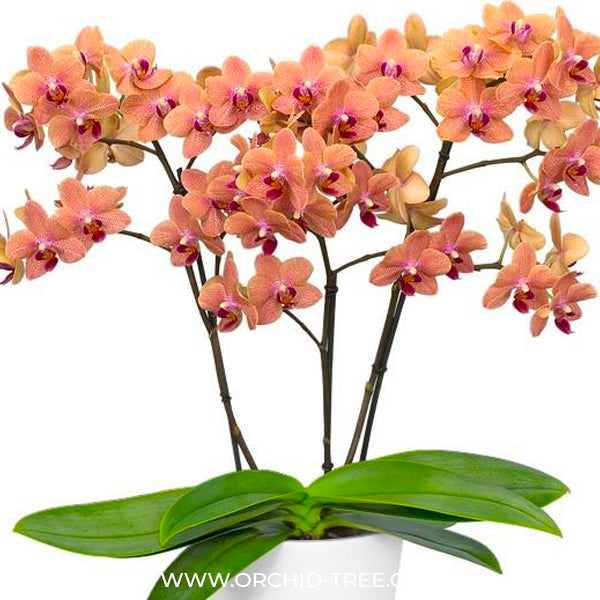 Phalaenopsis Sunset Love - BS