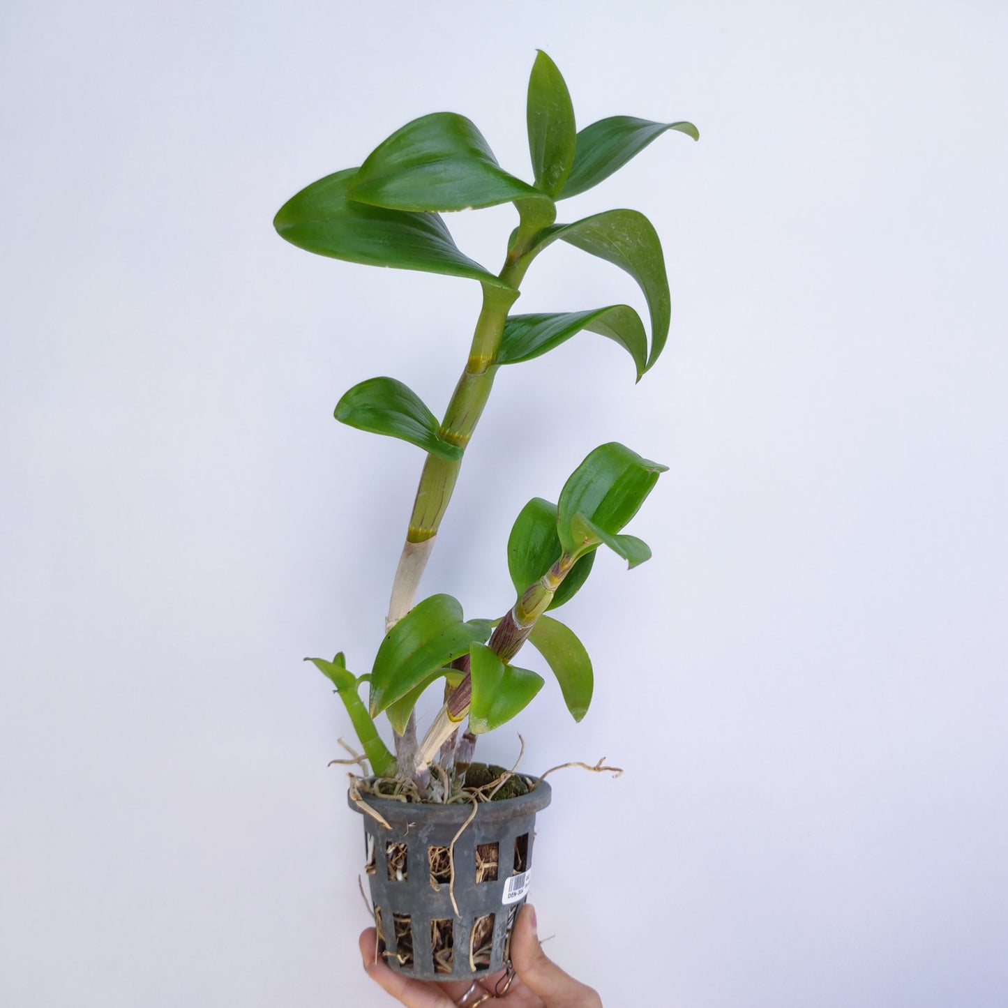 Dendrobium Super Pioneer - BS