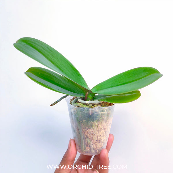 Phalaenopsis Shu Long Sweet - FF