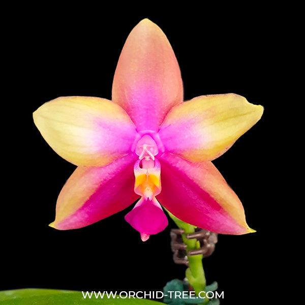 Phalaenopsis Tabasco Tex - FF