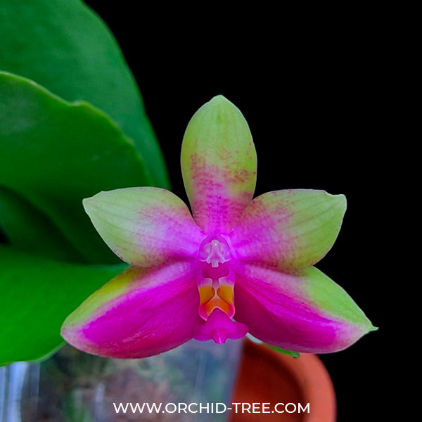 Phalaenopsis Tabasco Tex - FF