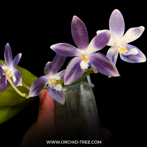 Phalaenopsis tetraspis Blue sp. - FF