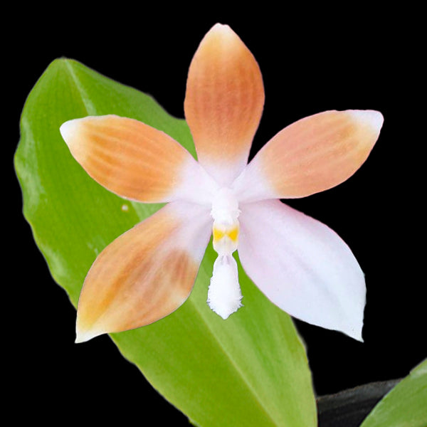 Phalaenopsis tetraspis var. coffee sp. - FF