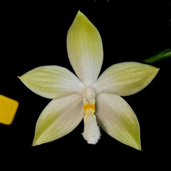 Phalaenopsis tetraspis Green × sib - BS
