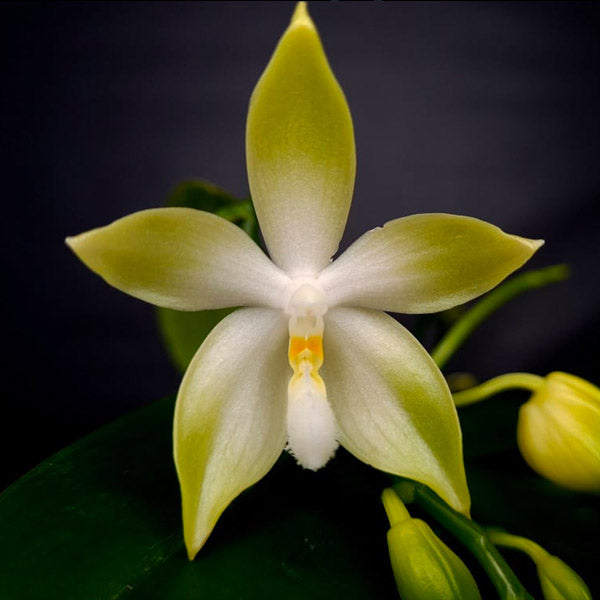 Phalaenopsis tetraspis Green × sib - BS