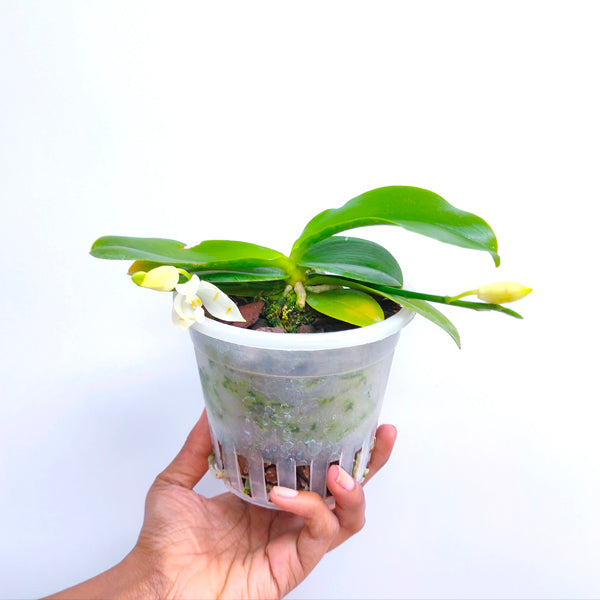 Phalaenopsis tetraspis Yellow Stripes - BS