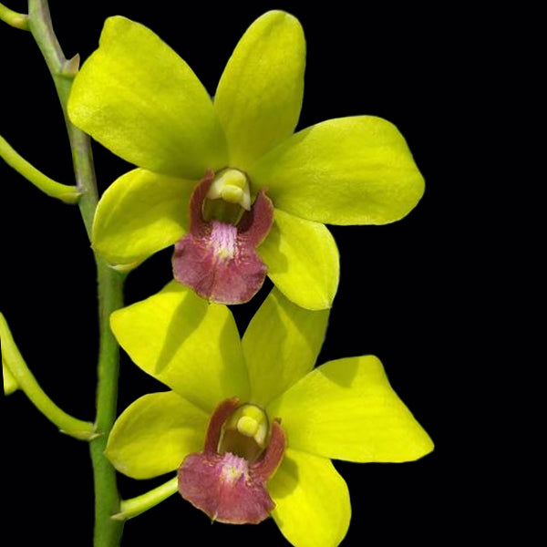 Dendrobium Thongchai Gold x Burana Jade - BS