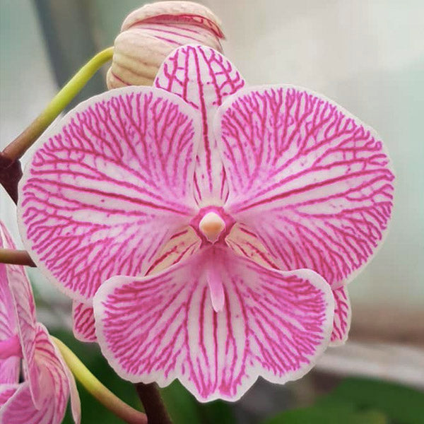 Phalaenopsis Top Class - FF