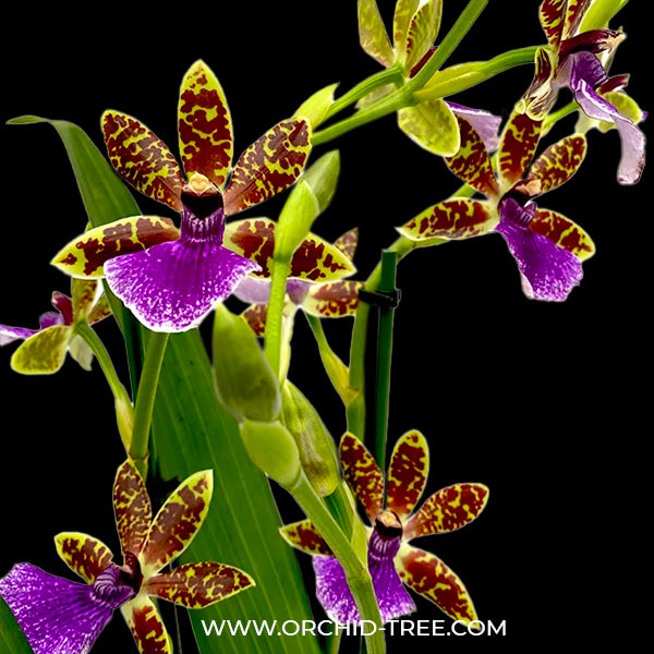 Zygopetalum Trozy Blue - BS
