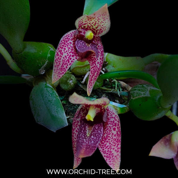 Trias disciflora sp. - BS