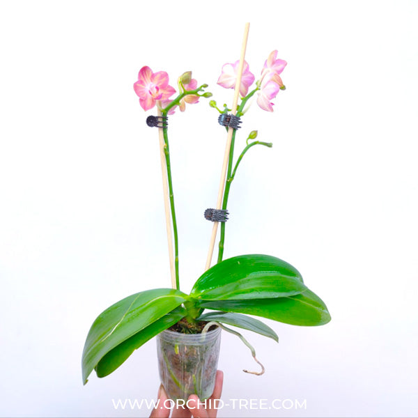 Phalaenopsis Tying Shin Splash - FF