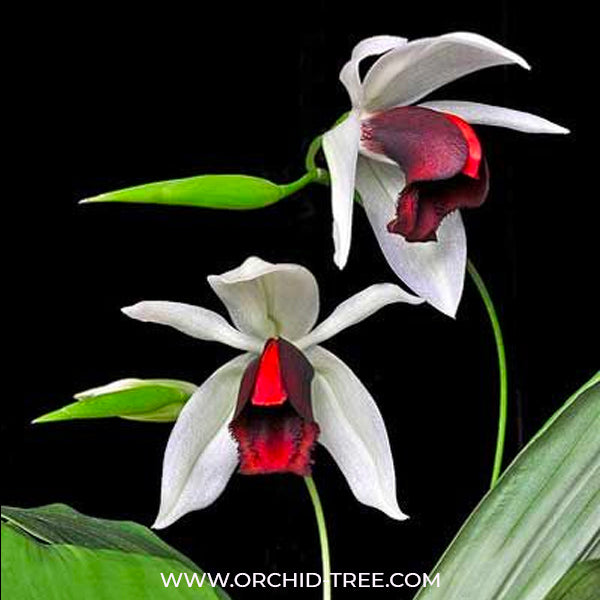 Coelogyne usitana sp. - BS