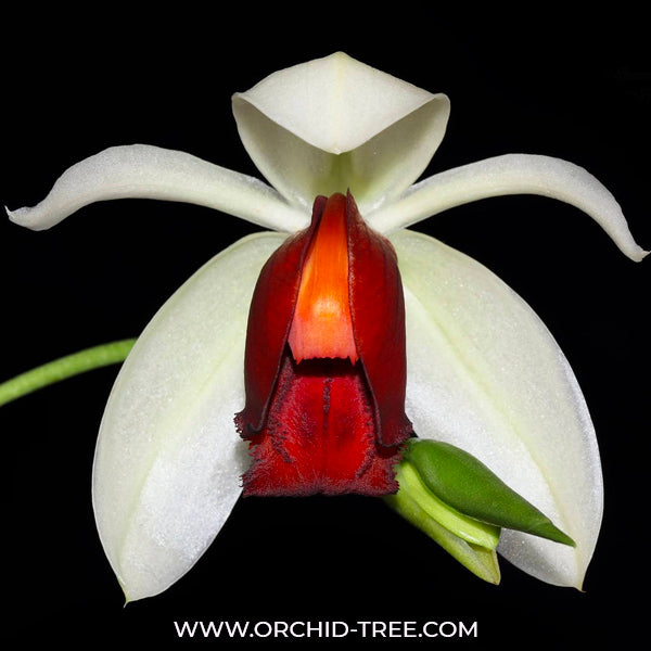 Coelogyne usitana sp. - BS