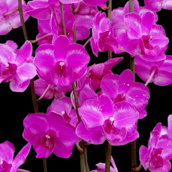 Phalaenopsis Happy Valentine x Doritis pulcherrima - FF
