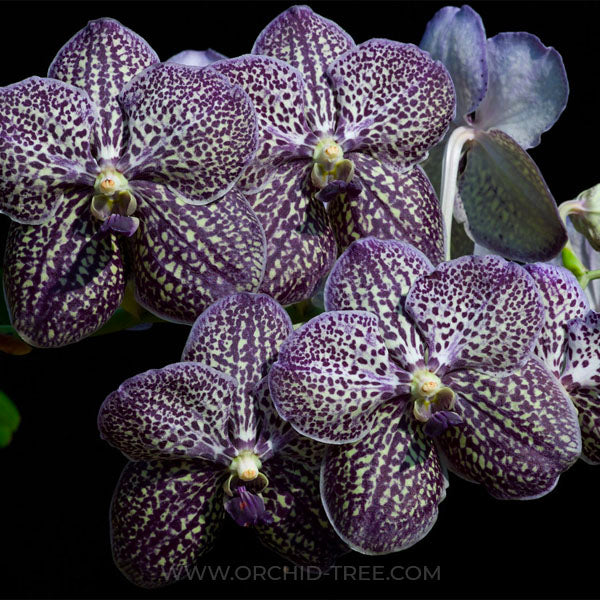Vanda Gordon Dillon - MS
