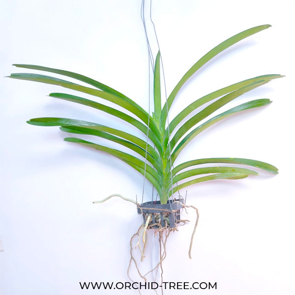 Vanda Fuch's Delight x Fuch Katzuura - FF