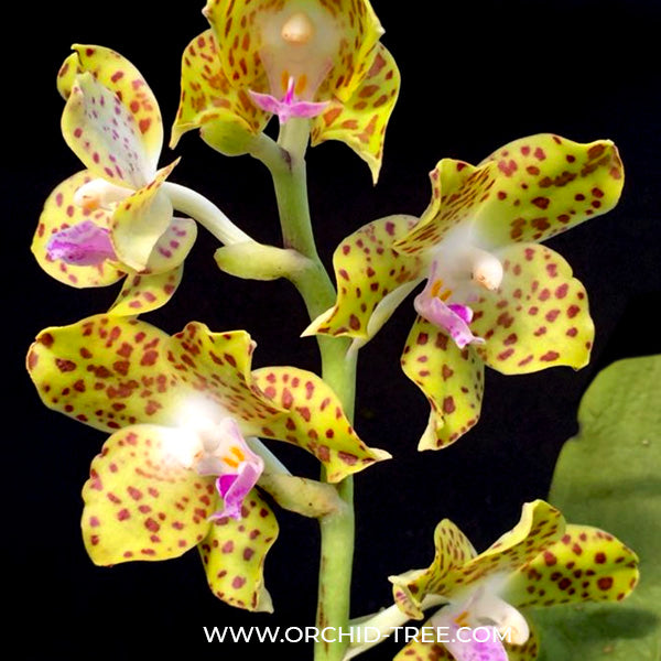 Vandopsis parishii sp. - FF