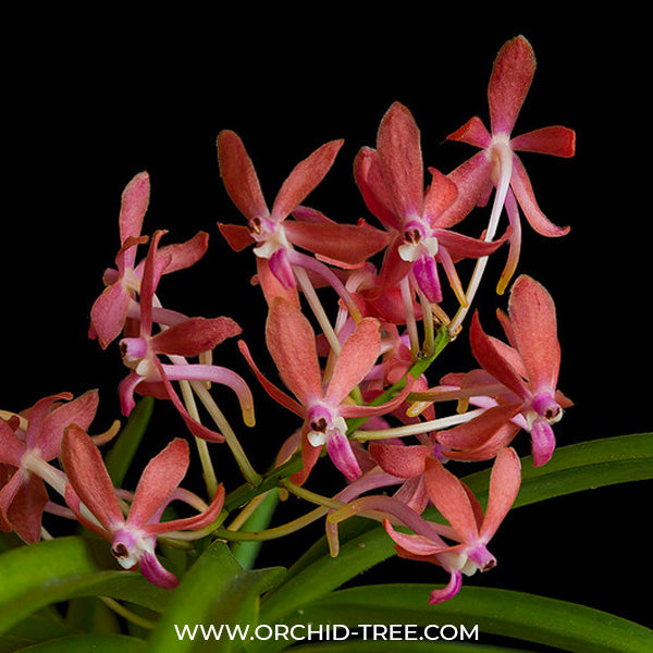 Vanda Peaches - BS