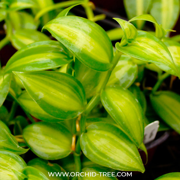 Vanilla planifolia variegata sp.- BS