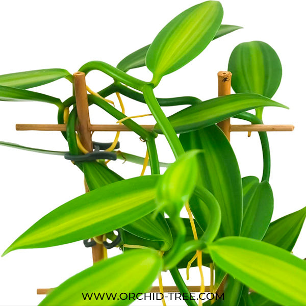 Vanilla planifolia variegata sp.- BS