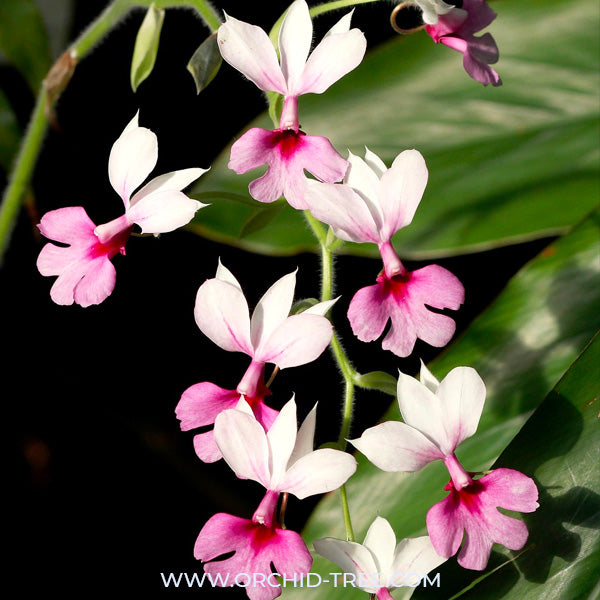 Calanthe vestita sp. - BS