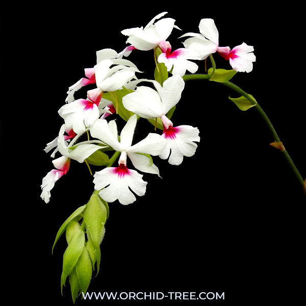 Calanthe vestita sp. - BS