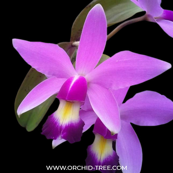 Cattleya violacea sp. - BS