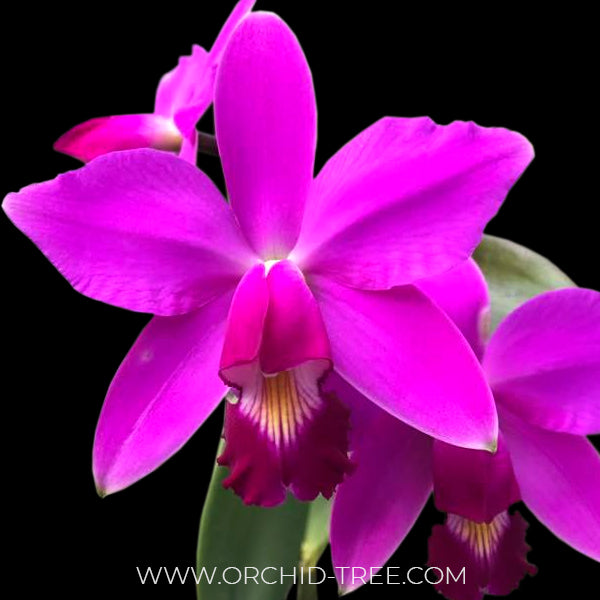 Cattleya violacea sp. 'Lea' x 'Muse' - MS