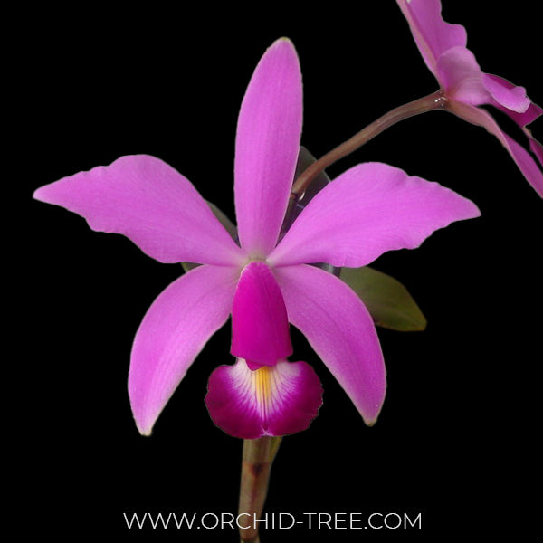 Cattleya violacea sp. 'Lea' x 'Muse' - MS