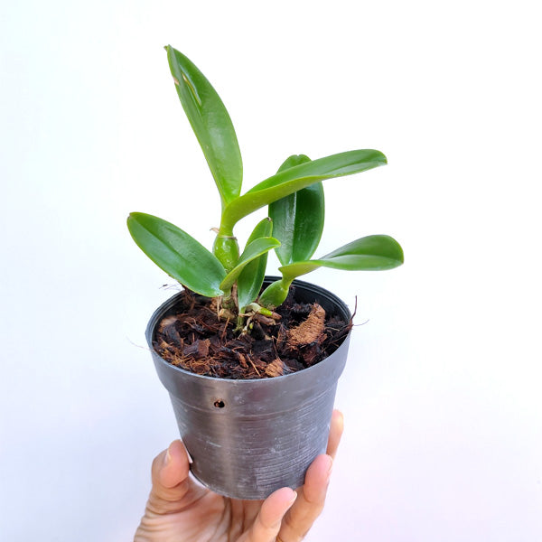 Cattleya violacea var. coerulea sp.- Without Flowers | BS