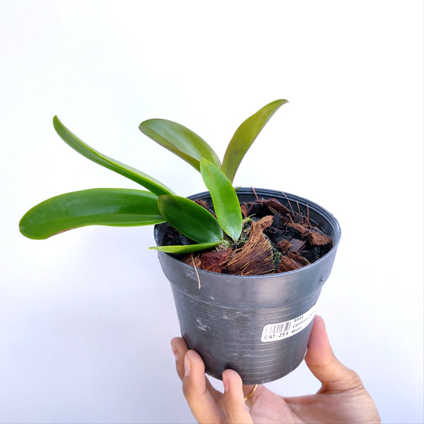 Cattleya violacea sp. 'Lea' x 'Muse' - MS