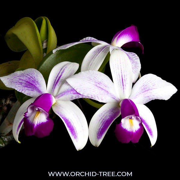 Cattleya violacea var flamea sp.- BS