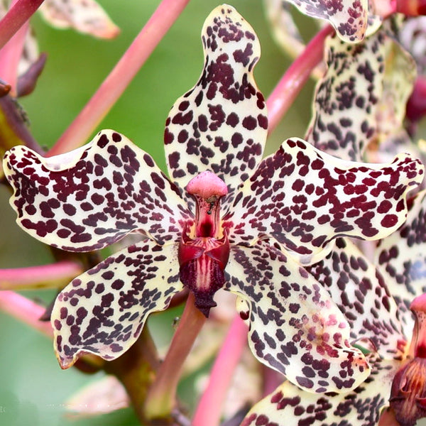 Grammatophyllum wallisii sp. - BS