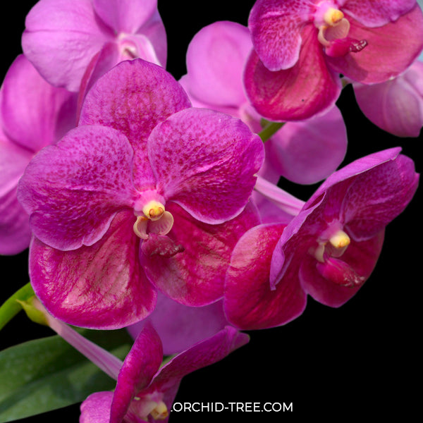 Vanda Pure's Wax Pink Orchid Plant - BS