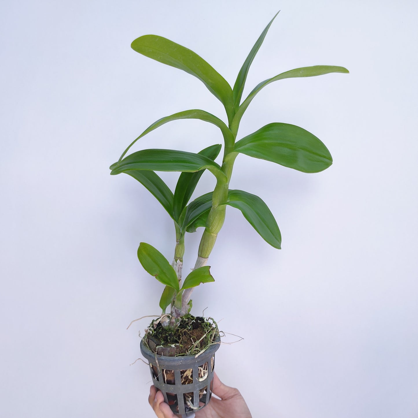 Dendrobium Yellow Splash 67 - BS