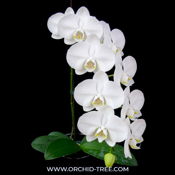 Phalaenopsis YoungHome White Apple - FF