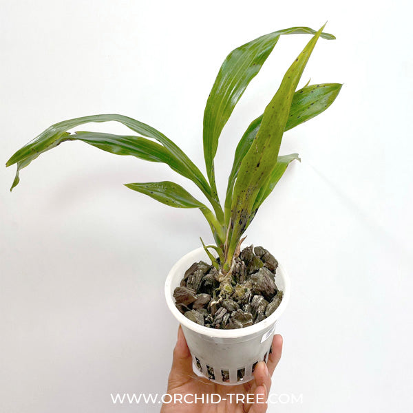 Zygopetalum Adelaide Meadows - BS
