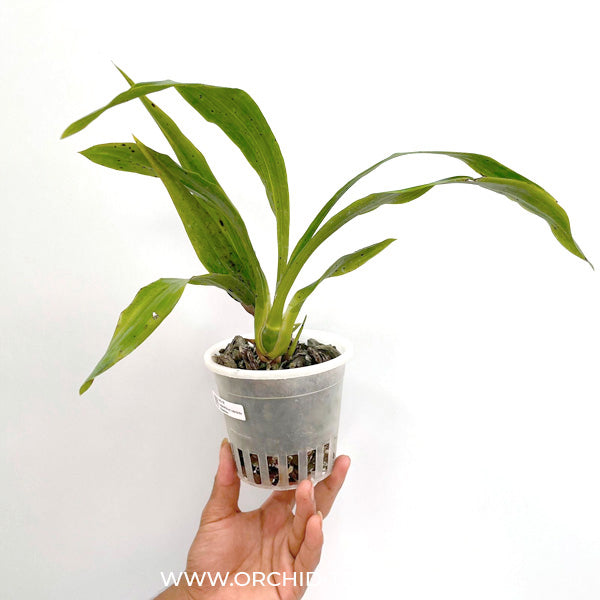 Zygopetalum Adelaide Meadows - BS